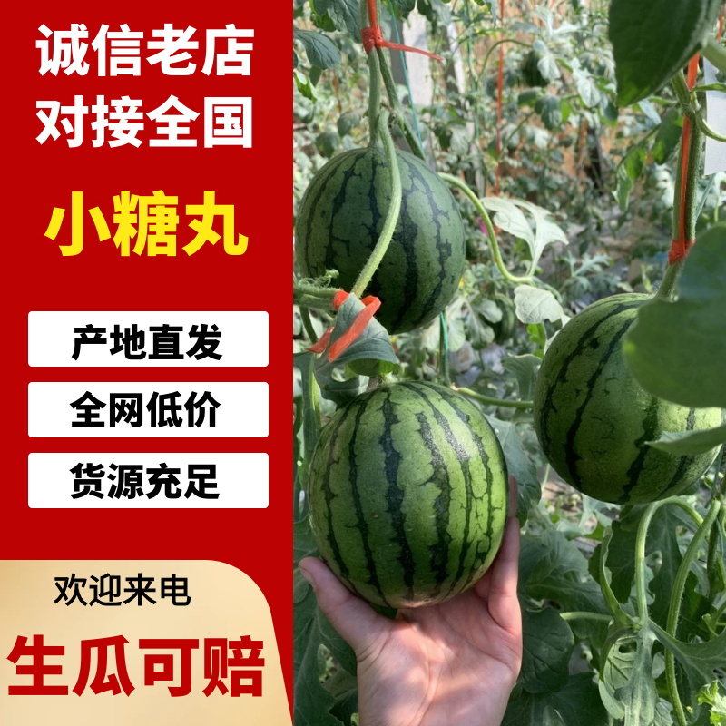 奶油2K小吊瓜糖丸西瓜，小糖丸西瓜，奶油小吊瓜，2k小瓜