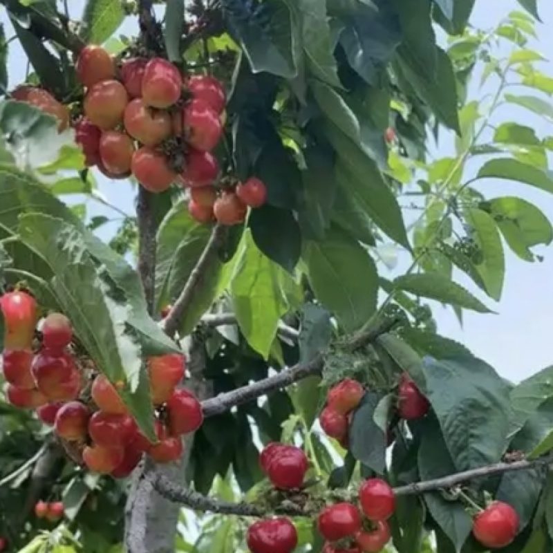 【实力推荐】樱桃布鲁克斯樱桃-电商供货代发全国市场