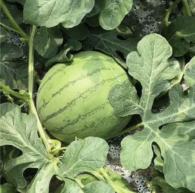 【精品】湖北西瓜嘉秀西瓜嘉秀6号大量特惠供货！