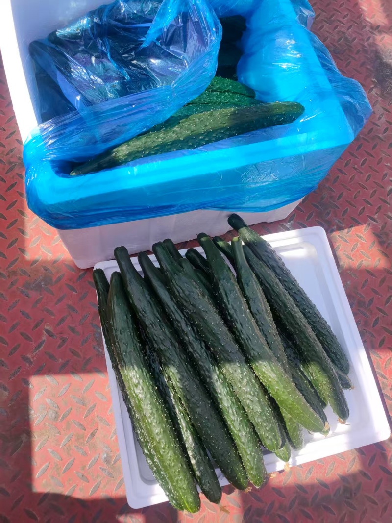 河南夏邑黄瓜，有需要的老板联系