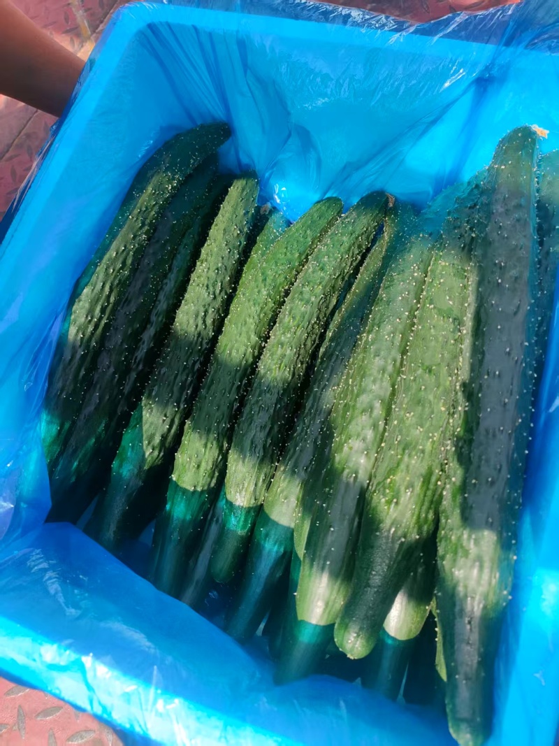 河南夏邑黄瓜，有需要的老板联系