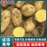 【优选土豆】湖北天门土豆大量上市基地直供保质保量