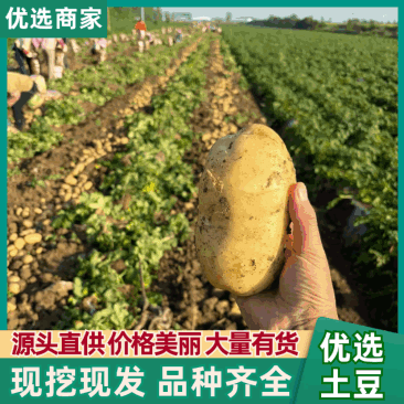 【供应土豆】天门土豆大量上市质量保证一手货源