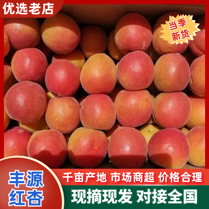 【实力】丰源红杏陕西精品红杏丰园红杏大量上市