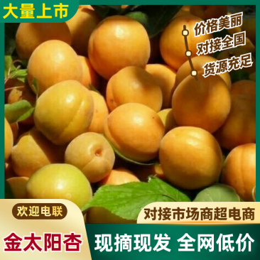 【杏】金太阳杏陕西精品杏产地直发大量供应