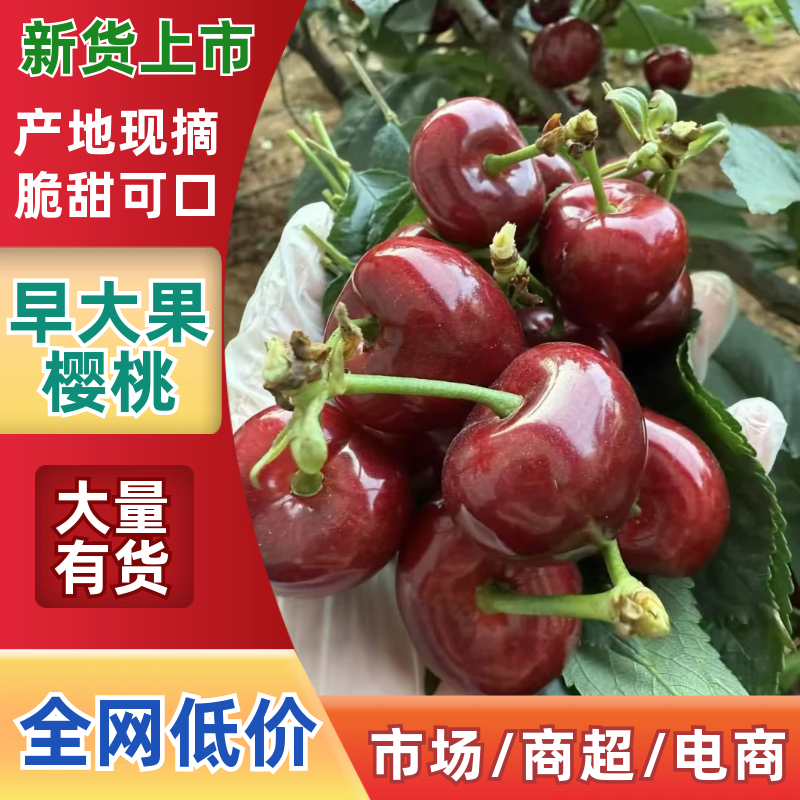 【早大果樱桃】齐早，早大果樱桃/对接各大电商社区团购