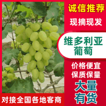 维多利亚葡萄鲜货上市河北葡萄现摘现发价格实惠一手直供
