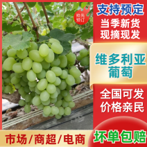 【牛商推荐】河北维多利亚葡萄鲜货大量上市，不限量供应