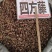 四方藤大货价6元/斤