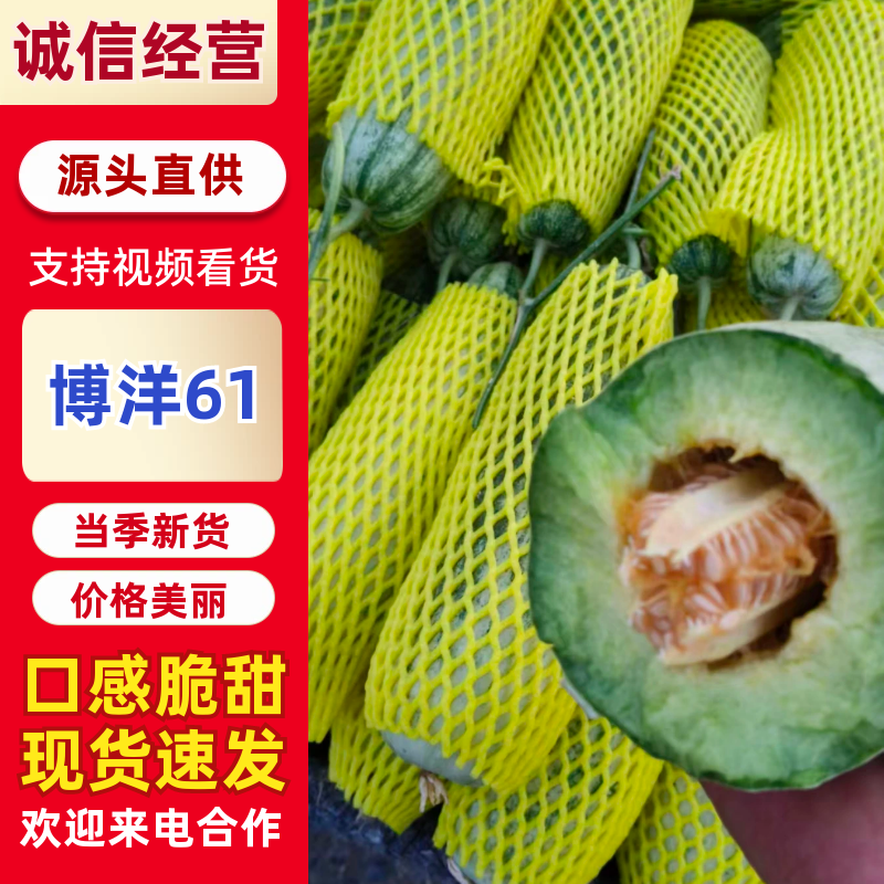 博洋甜瓜，博洋61，产地直发，可供全国批发市场商超电商供货