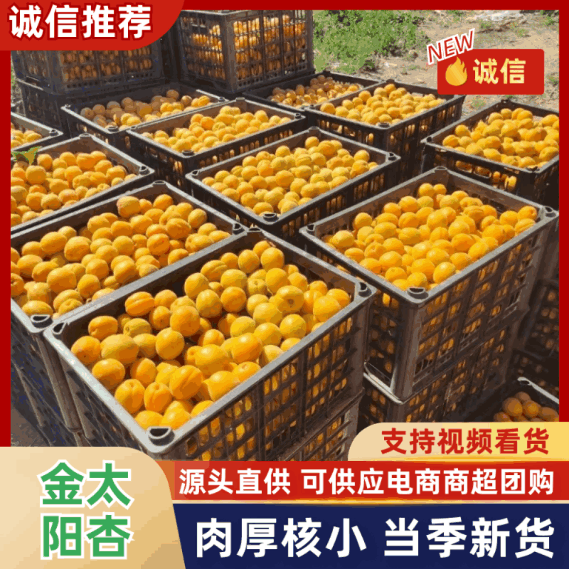【推荐】山东金太阳杏大量接单产地直发欢迎来电合作