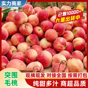 【实力】突围桃砀山毛桃大量供应中保质保量对接全国