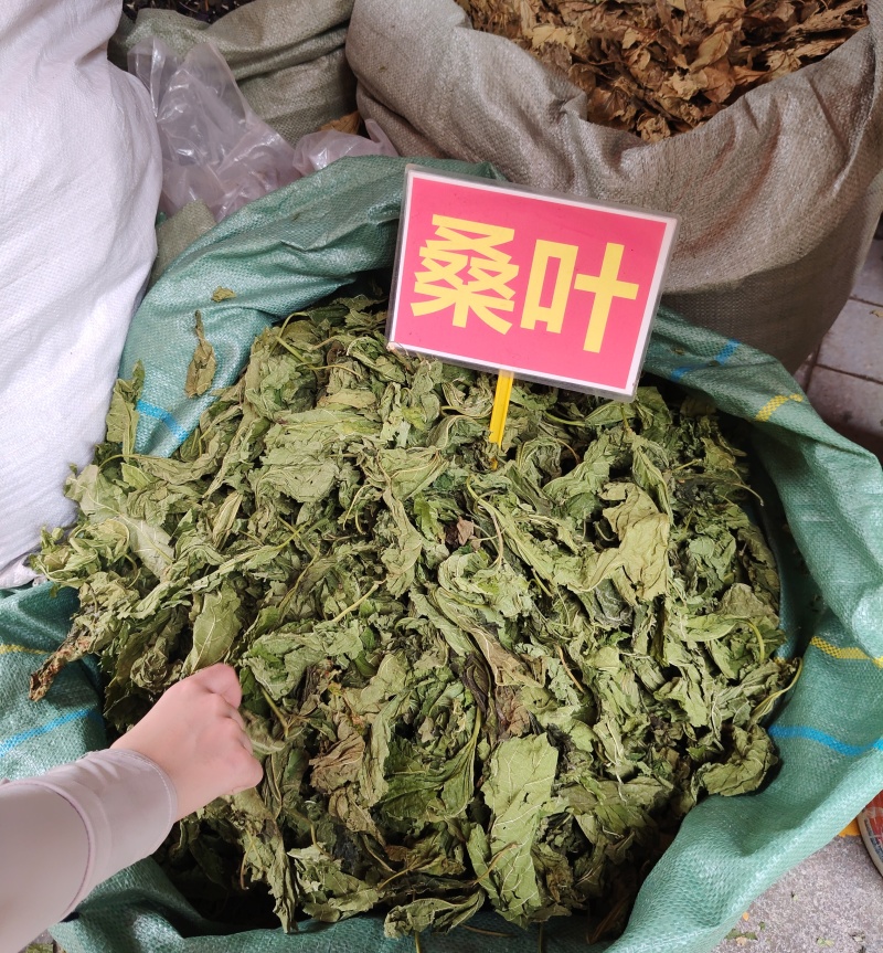 桑叶大货价4.5元/斤