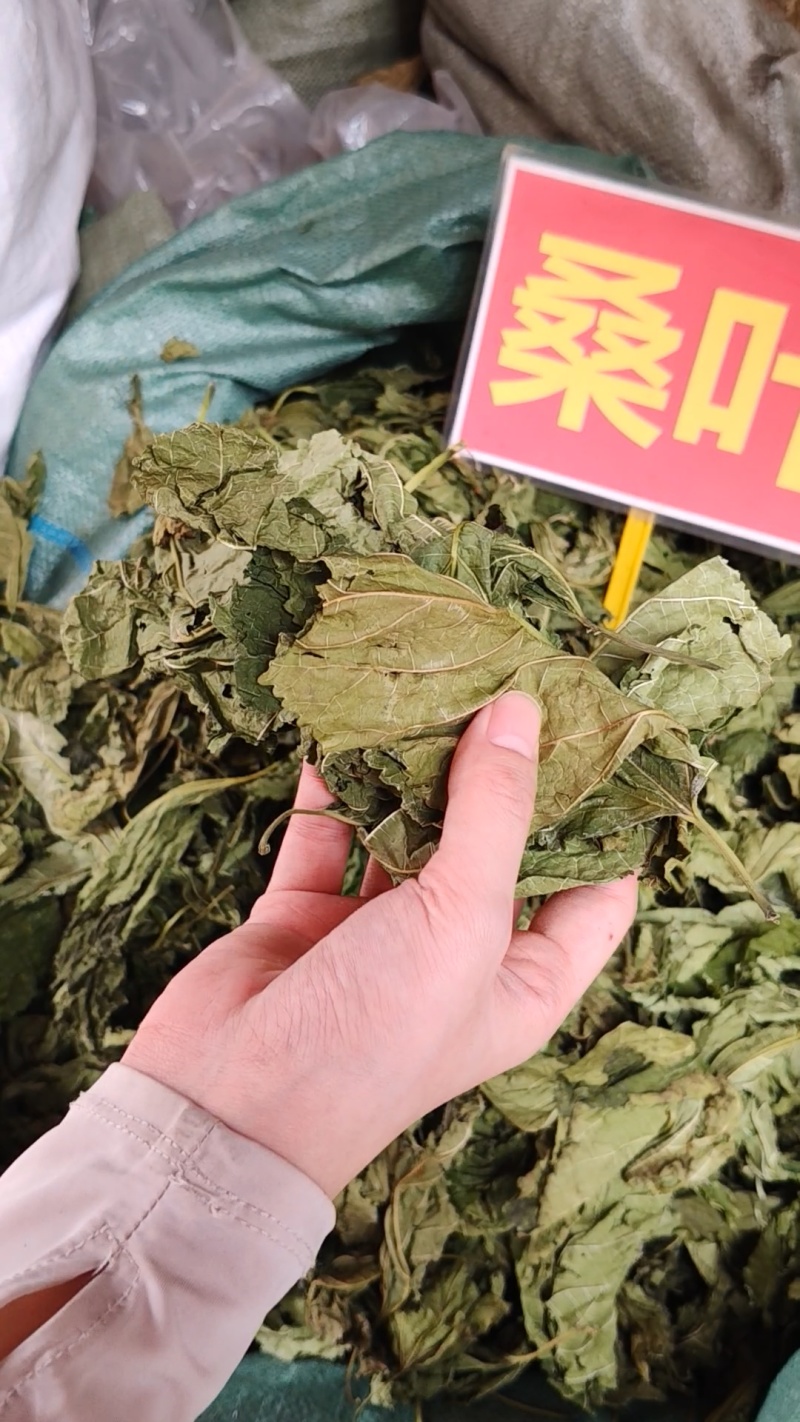 桑叶大货价4.5元/斤