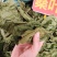 桑叶大货价4.5元/斤