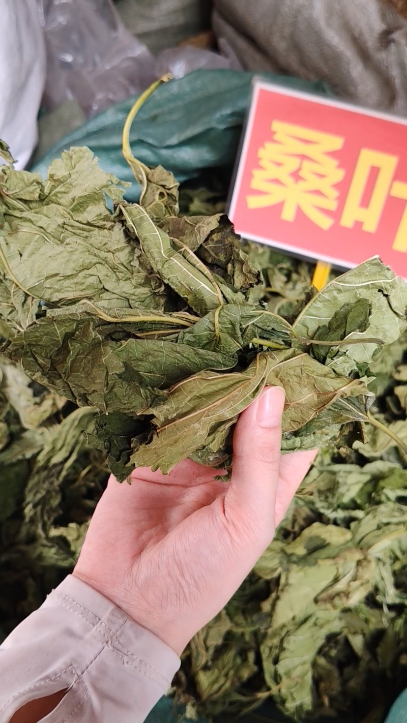 桑叶大货价4.5元/斤