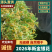 2026新金银花上市了大量从优，质量保证欢迎订购