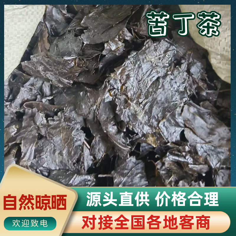 大量出售自然晒干苦丁茶，价格鲜美，诚信经营，欢迎订购