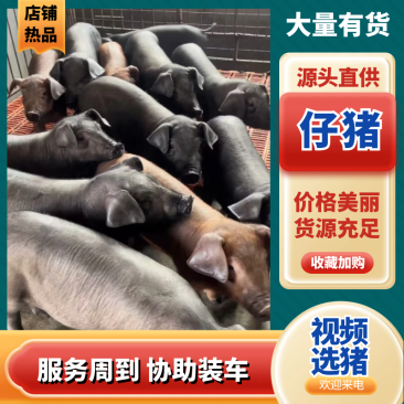【推荐】小猪仔猪薄利多销自家养殖场豪横卖猪