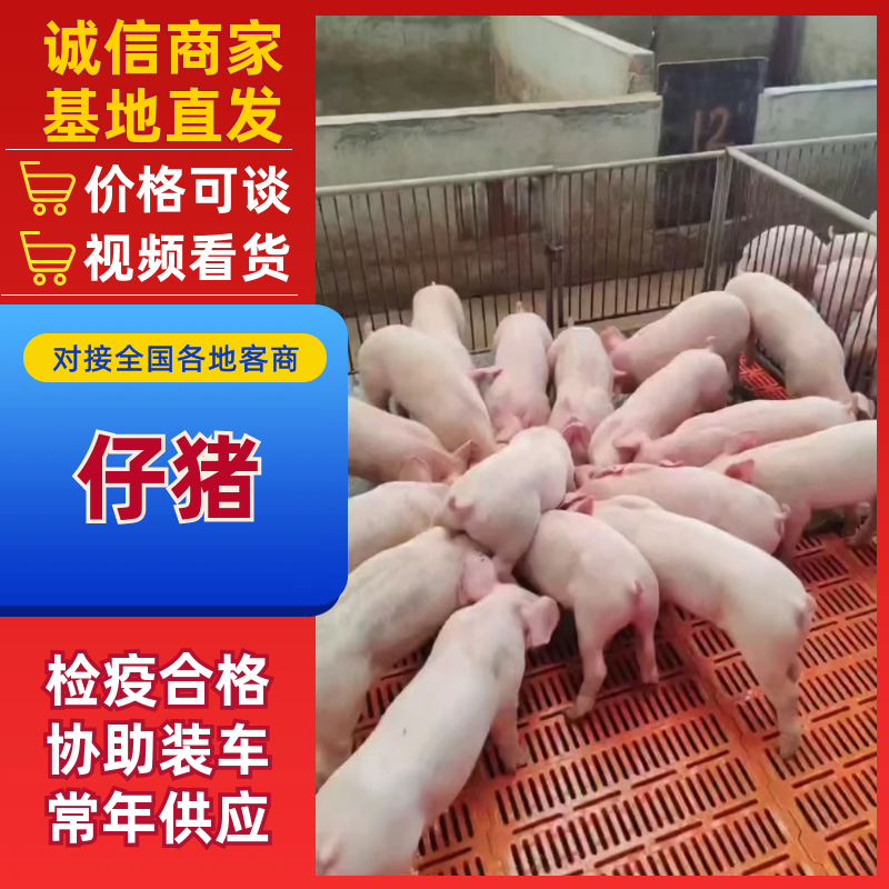【推荐】山东小猪仔仔猪自家养殖品质保证价格特惠