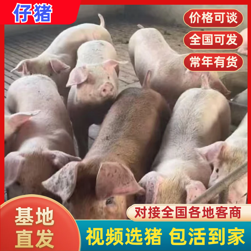 【推荐】育肥猪苗，仔猪价格便宜一手货源欢迎洽谈