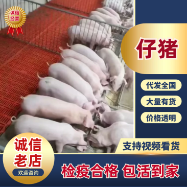 【没天理了】猪价一落千丈,5块一斤,赔钱出手赶快来