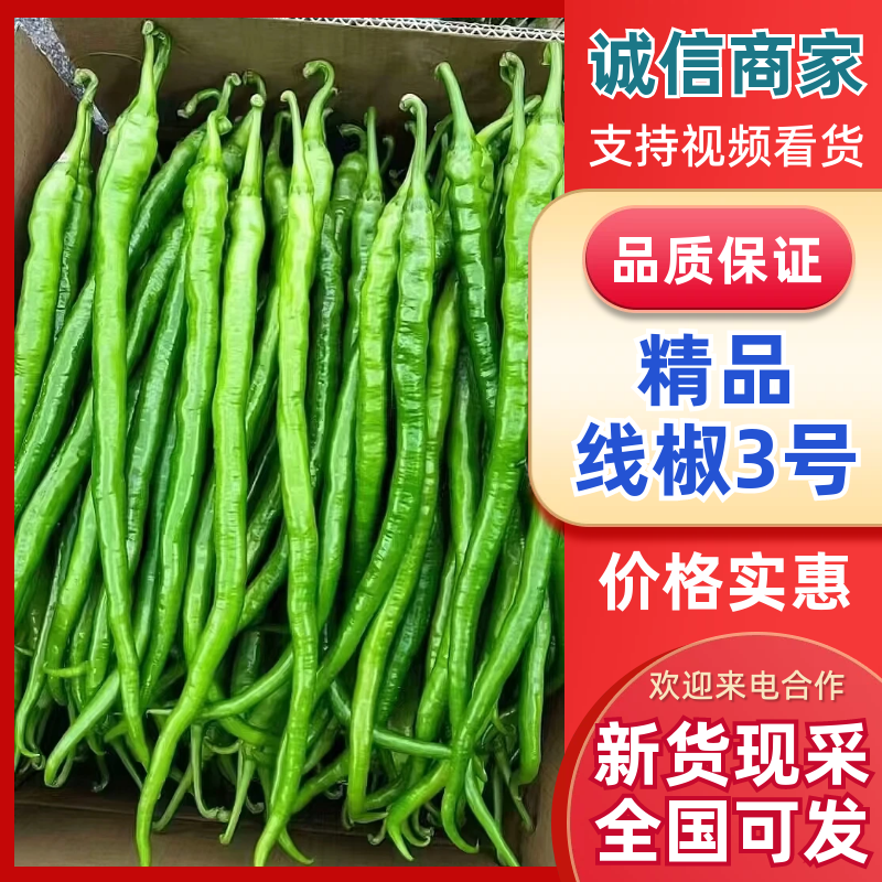 三号线椒贵州鲜辣椒产地直发保质保量对接商超市场等