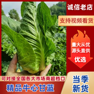 牛心甘蓝贵州甘蓝对接全国量大优惠质量保证对接全国市场