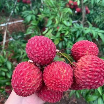 海南海口市荔枝火山岩荔枝王/可走一件代发/货源稳定