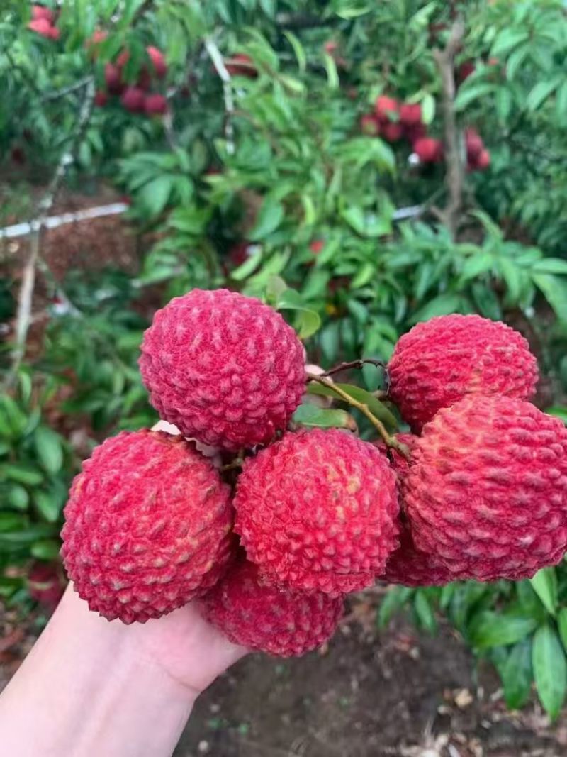 海南海口市荔枝火山岩荔枝王/可走一件代发/货源稳定