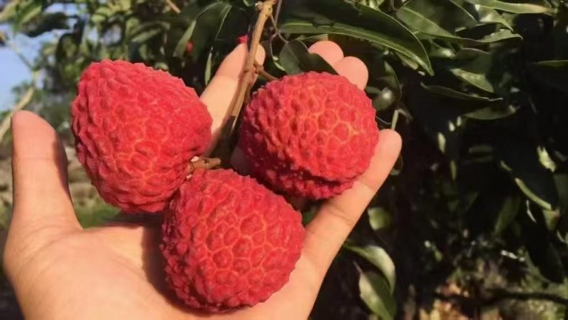 海南海口市荔枝火山岩荔枝王/可走一件代发/货源稳定