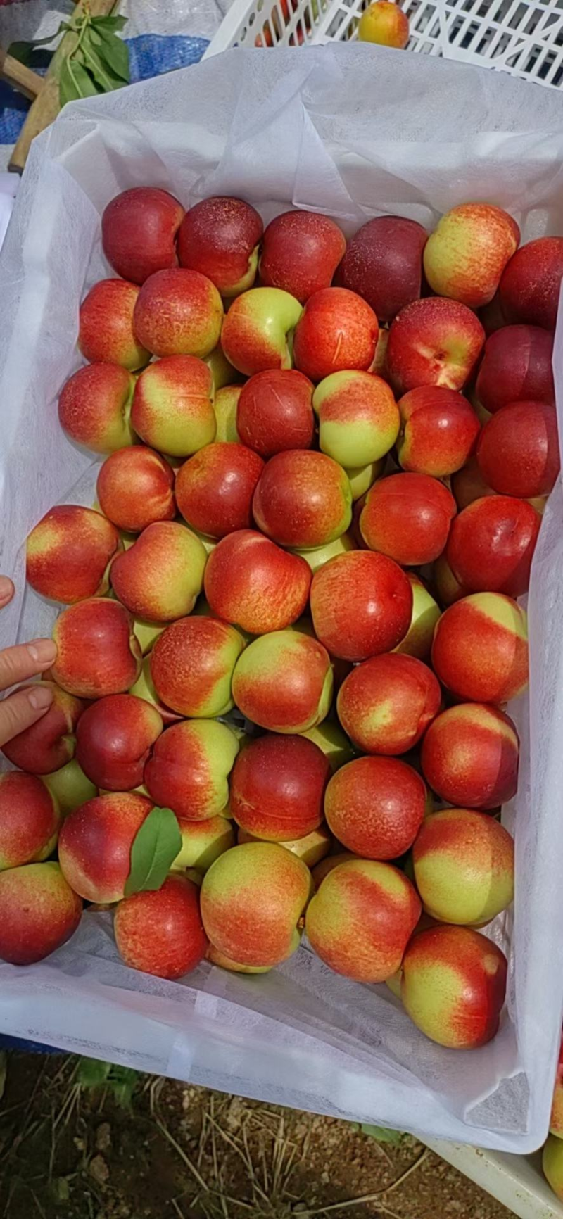 【珍珠枣油桃】枣油桃陕西精品油桃大量上市质量保障