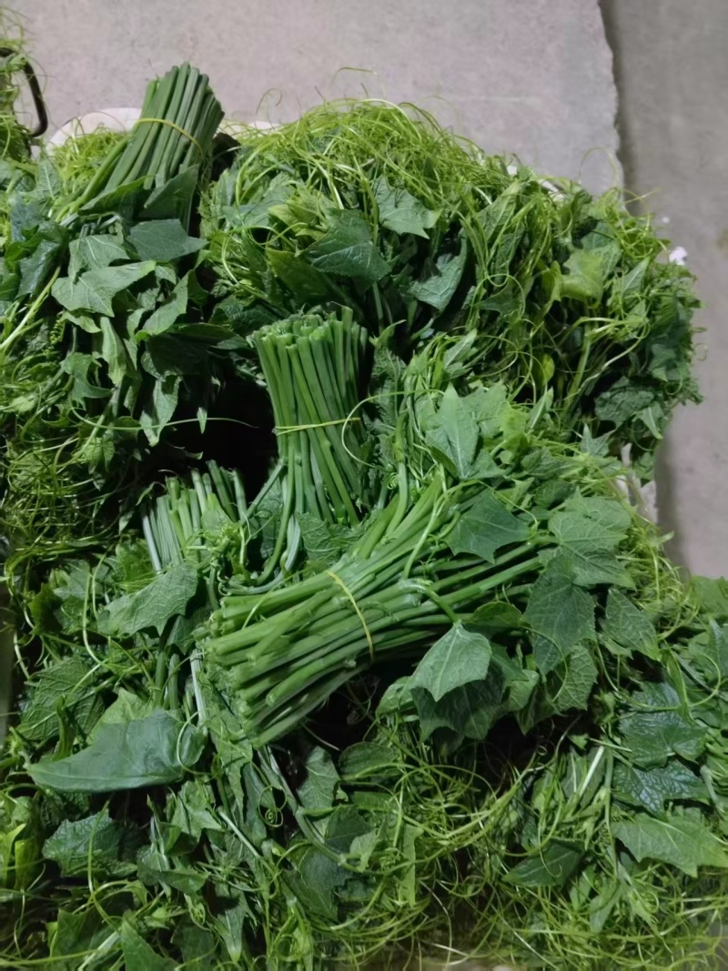 贵州自家蔬菜基地直发洋瓜尖新鲜上市可大量走批发