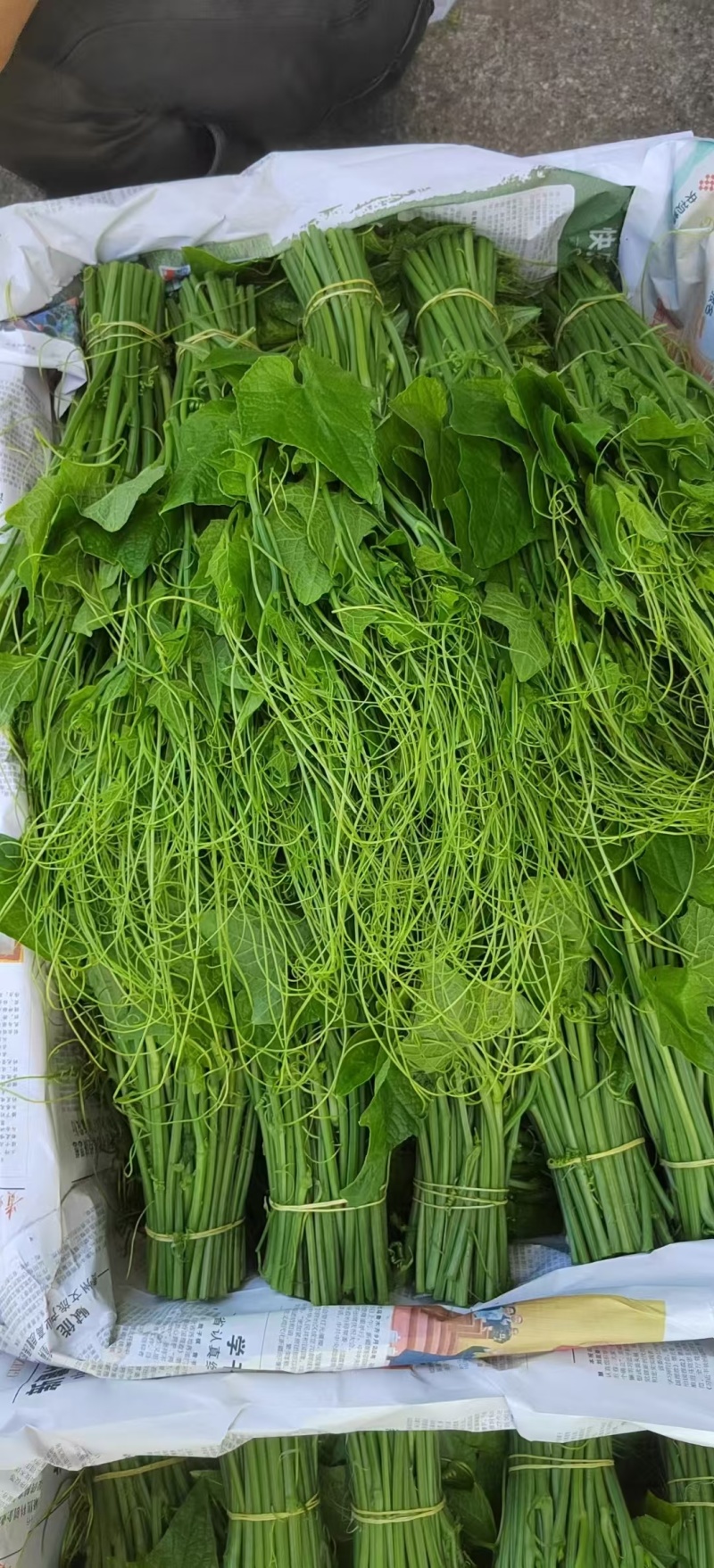 贵州自家蔬菜基地直发洋瓜尖新鲜上市可大量走批发