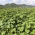 贵州自家蔬菜基地直发洋瓜尖新鲜上市可大量走批发