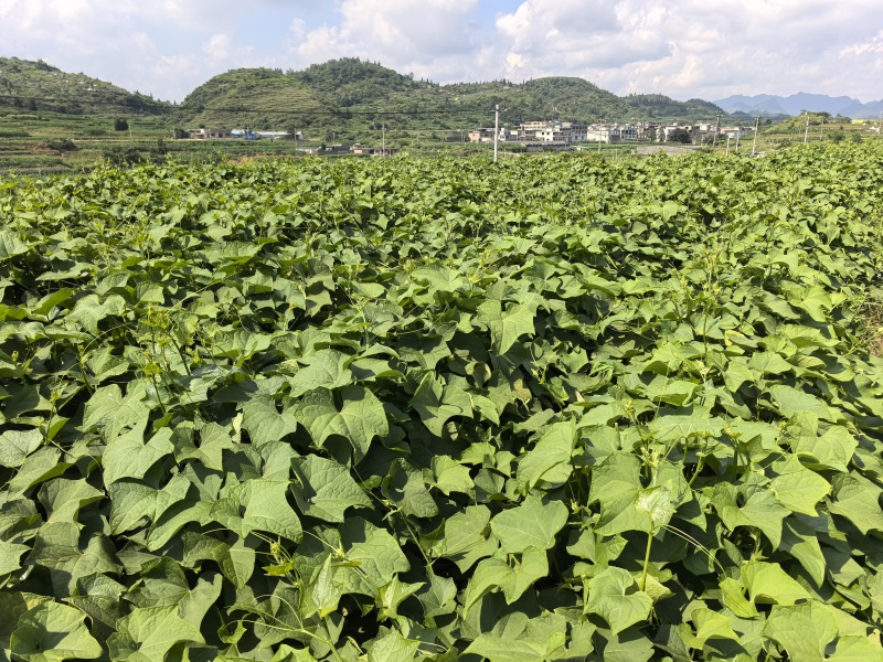 贵州自家蔬菜基地直发洋瓜尖新鲜上市可大量走批发