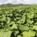 贵州自家蔬菜基地直发洋瓜尖新鲜上市可大量走批发