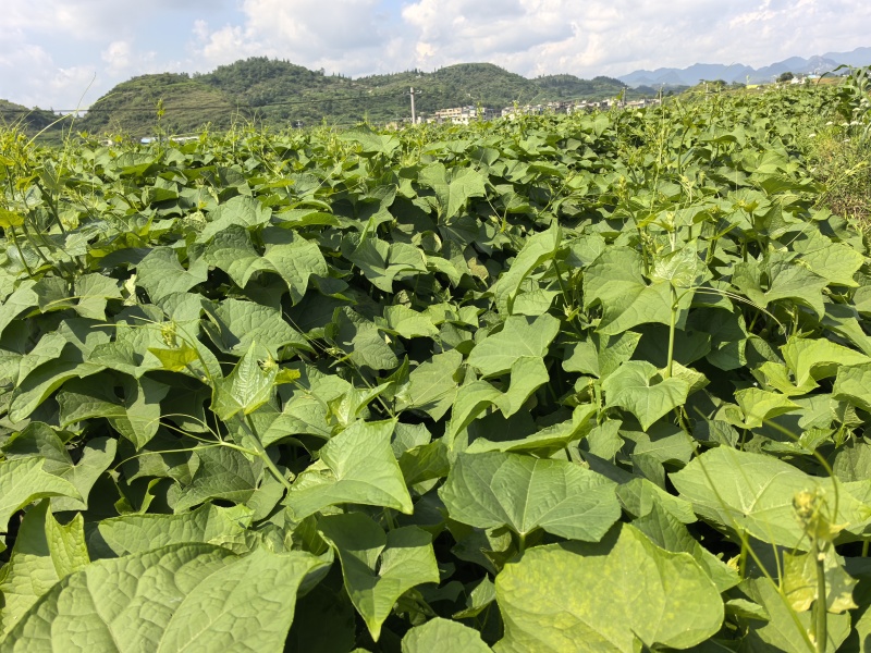 贵州自家蔬菜基地直发洋瓜尖新鲜上市可大量走批发