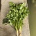 贵州安顺新鲜供应香菜可视频看货品质有保障量大从优