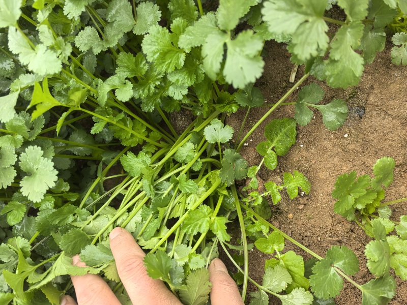 贵州安顺新鲜供应香菜可视频看货品质有保障量大从优