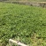 贵州安顺新鲜供应香菜可视频看货品质有保障量大从优