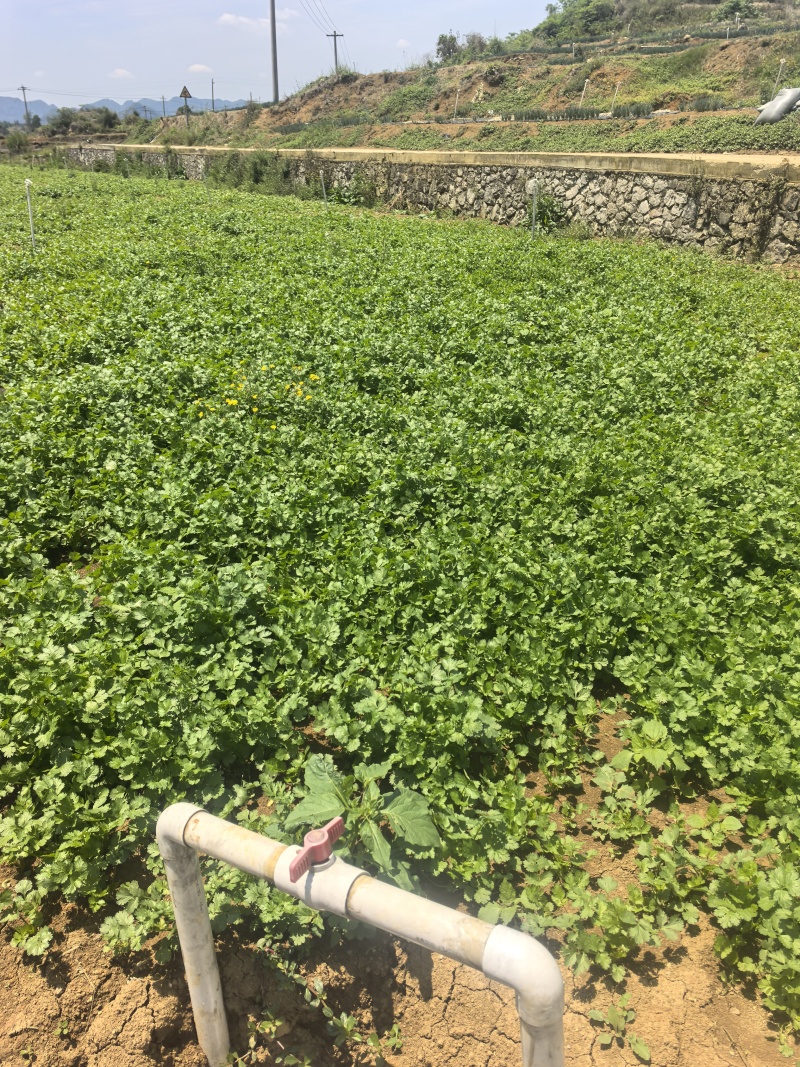 贵州安顺新鲜供应香菜可视频看货品质有保障量大从优