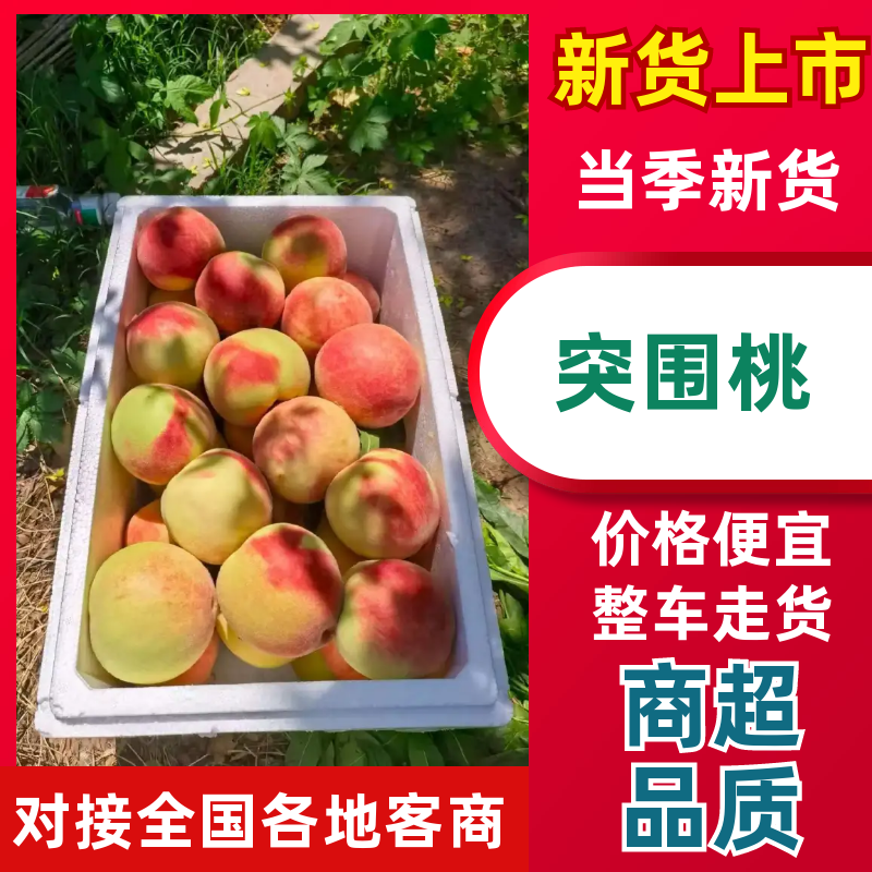 突围桃品质保障量大从优对接各大商超