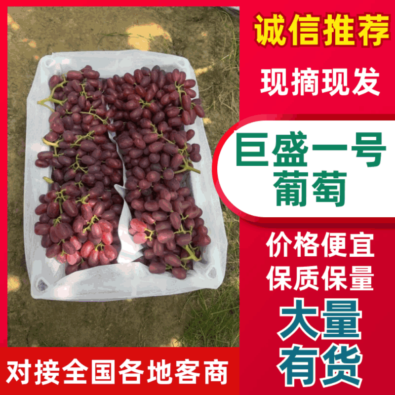 山东聊城巨盛一号葡萄大量上市一手货源品质高