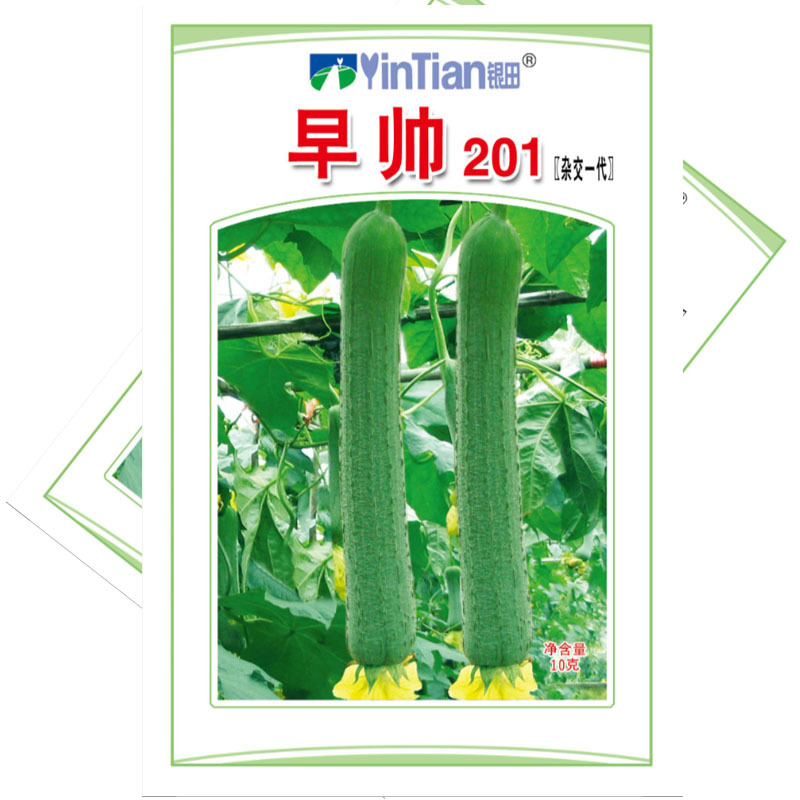 早帅201肉丝瓜种子早熟杂交一代微皱皮香丝瓜种子早春大棚