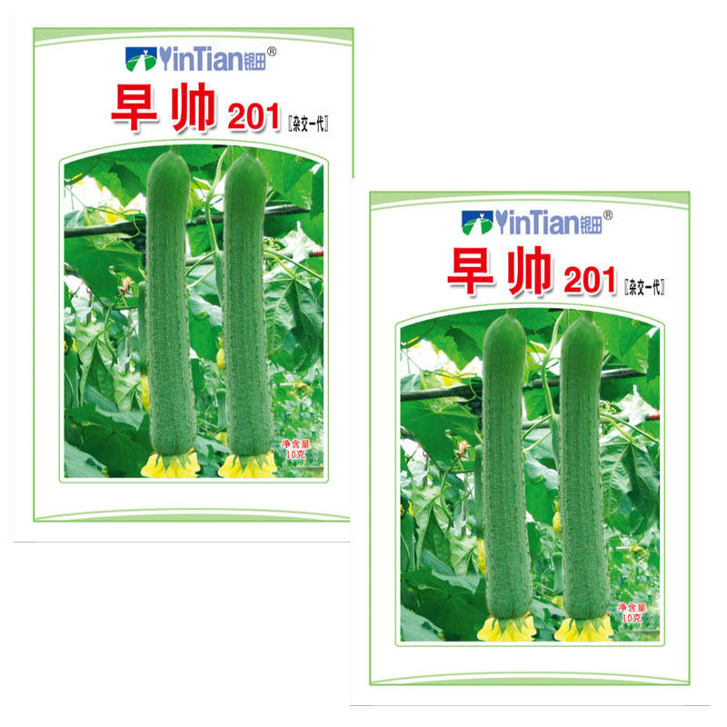 早帅201肉丝瓜种子早熟杂交一代微皱皮香丝瓜种子早春大棚