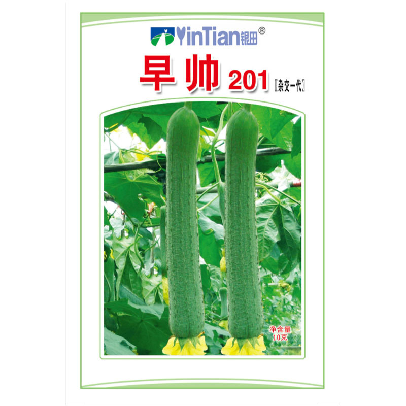 早帅201肉丝瓜种子早熟杂交一代微皱皮香丝瓜种子早春大棚