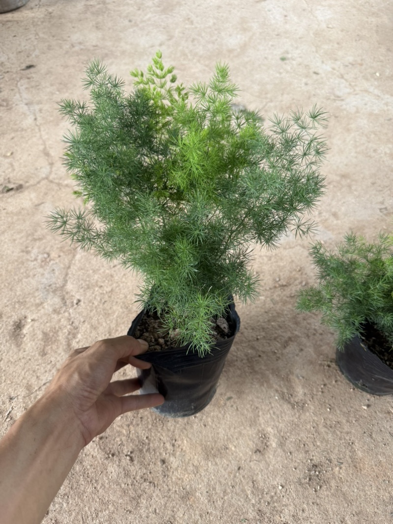 云南昆明宜良县自家种植基地蓬莱松优质松树全年有现货