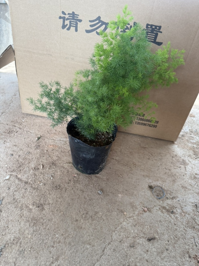 云南昆明宜良县自家种植基地蓬莱松优质松树全年有现货