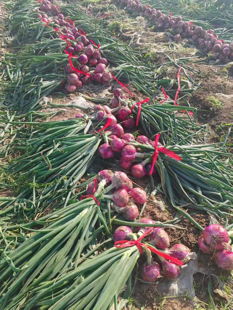 河南紫皮洋葱基地一手货源对接电商市场商超可视频